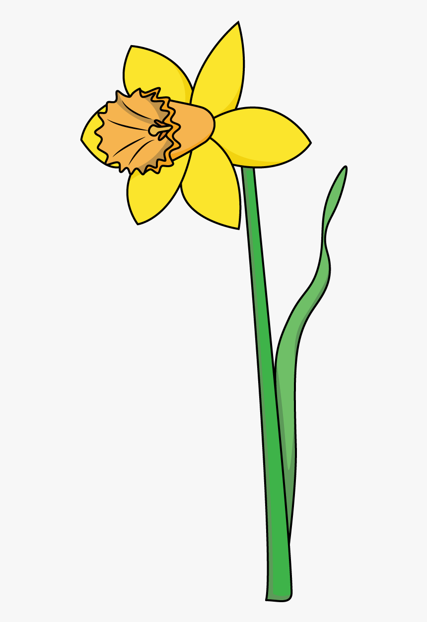 How To Draw A Daffodil, Flowers, Plants, Spring, Easy Drawing Of A
