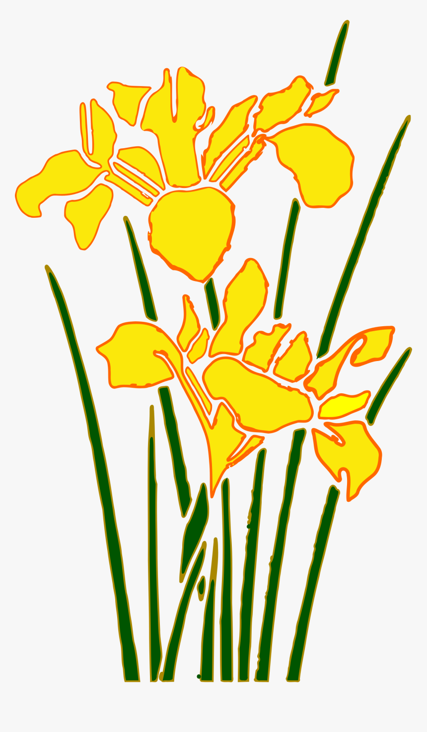 Yellow Iris Flower Cartoon, HD Png Download