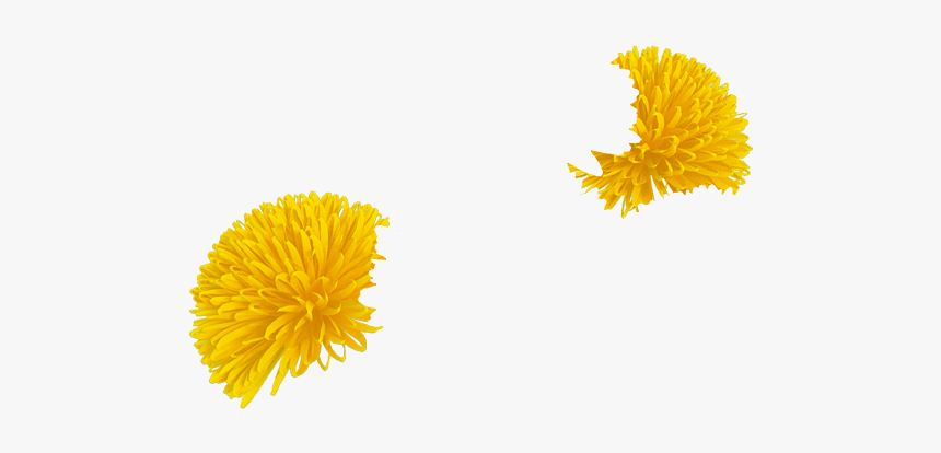 Dandelion, HD Png Download