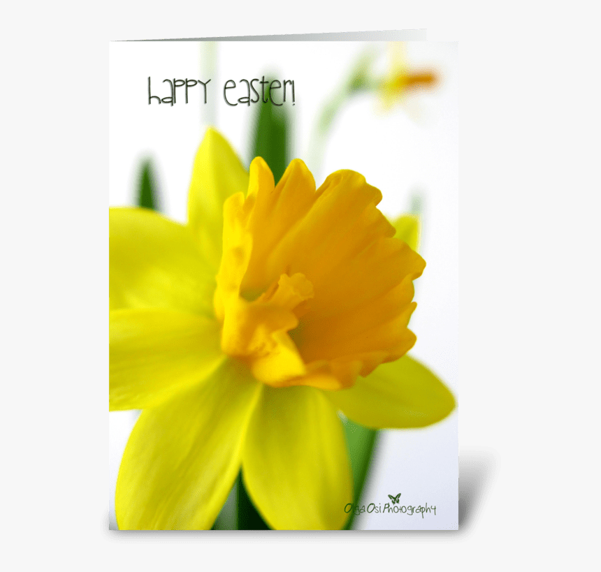 Daffodil Flower For Easter Greeting Card - Narcissus, HD Png Download