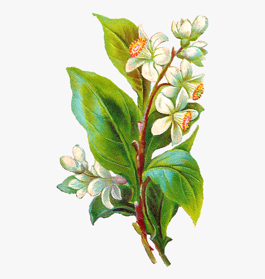 Daffodil Flower Digital Illustration Printable - Evergreen Rose, HD Png Download