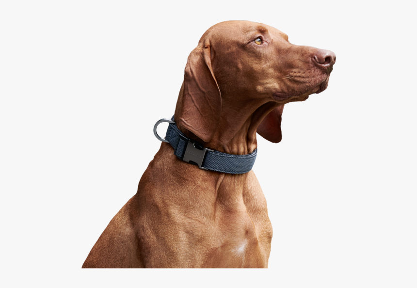 Halsband Vizsla, HD Png Download