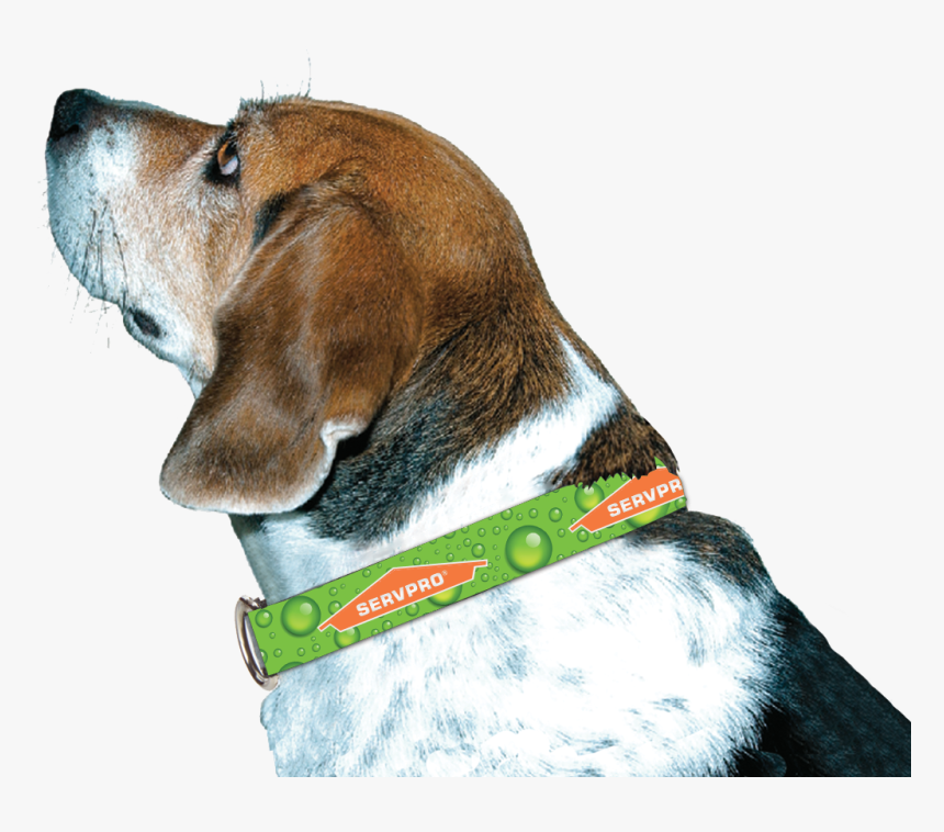 Servpro® Dog Collar - Beagle-harrier, HD Png Download