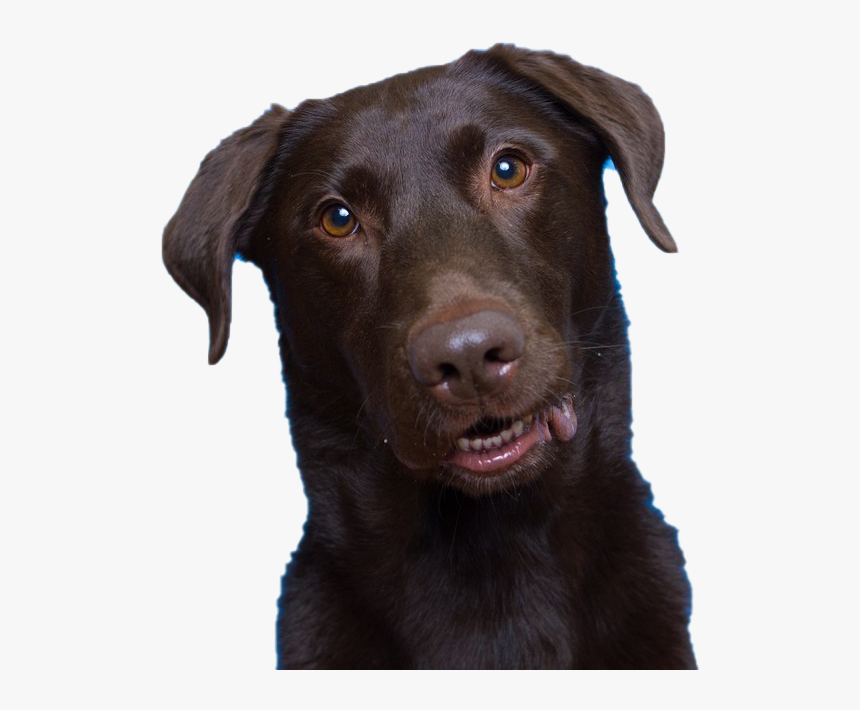 Dog Looking Png Transparent Picture - Labrador Retriever, Png Download