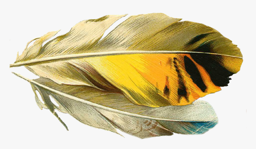 Gold Quill Transparent Background, HD Png Download