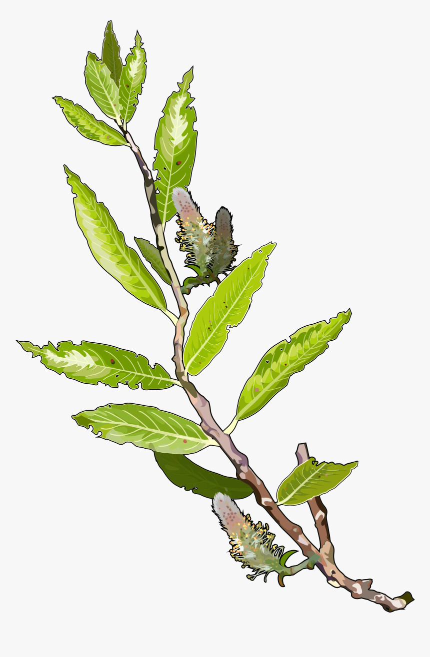 Hoja De Sauce Comun, HD Png Download