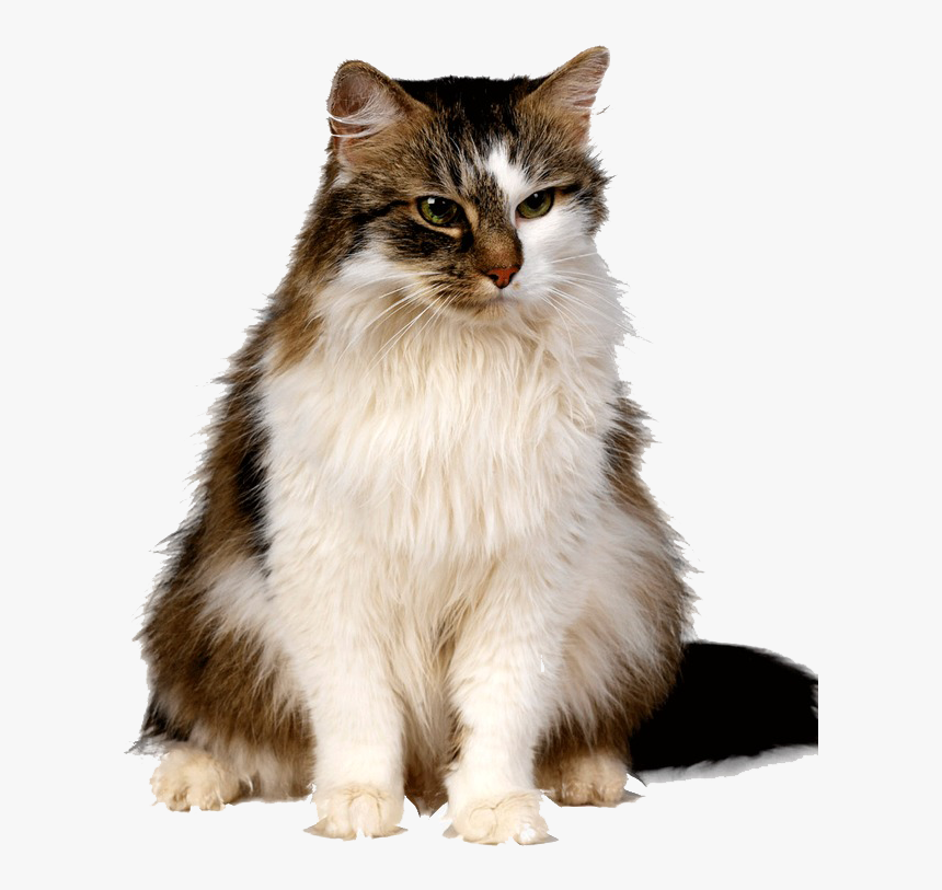 Cute Kittens Png Free Download - C Is For Cat Basic, Transparent Png