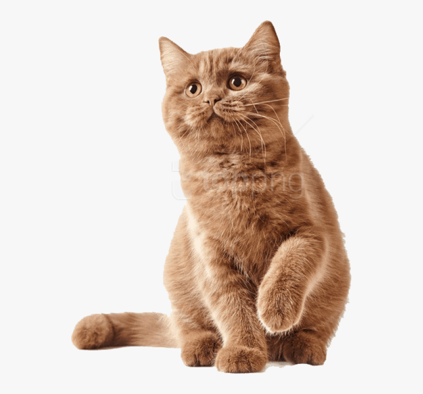 Cute Kittens Png - Antizecche Per Gatti, Transparent Png