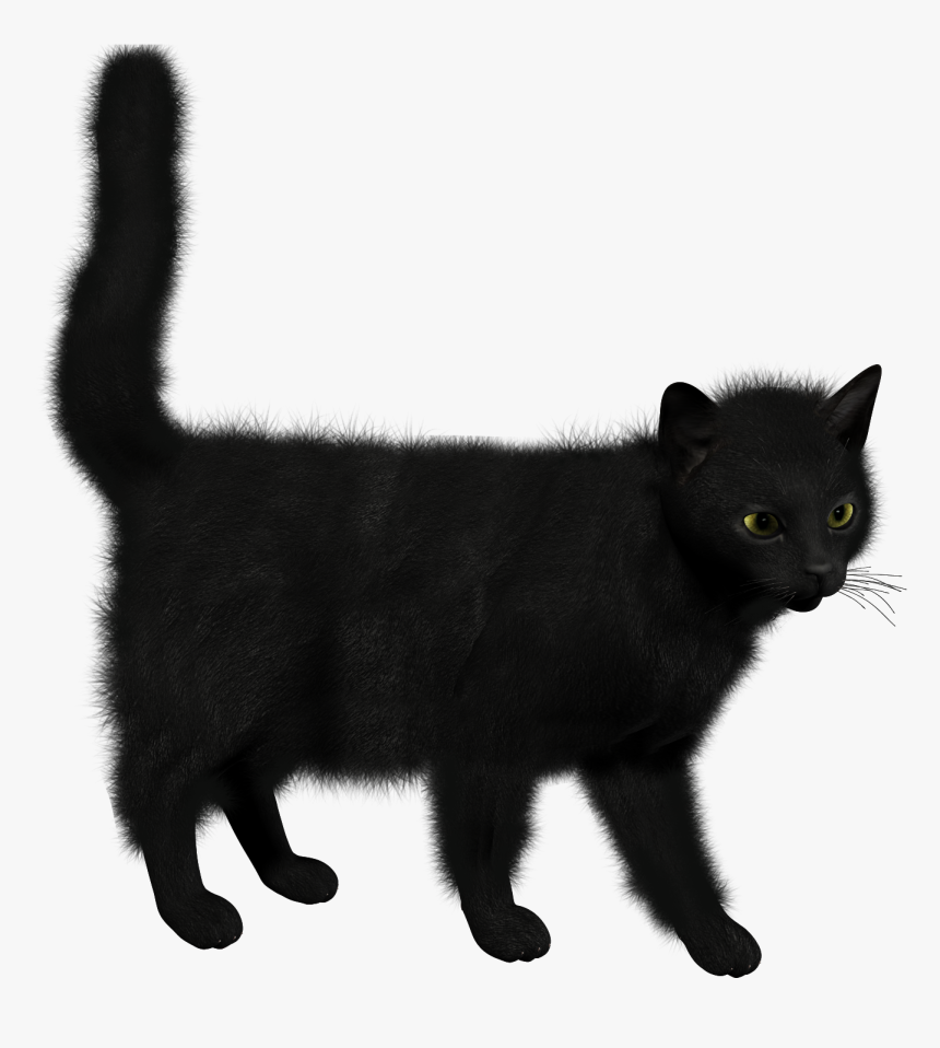 Backgrounds V - Черная Кошка На Прозрачном Фоне, HD Png Download