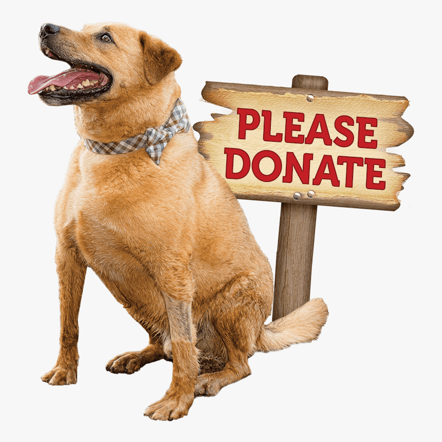 Transparent Kittens Png - Dog Catches Something, Png Download