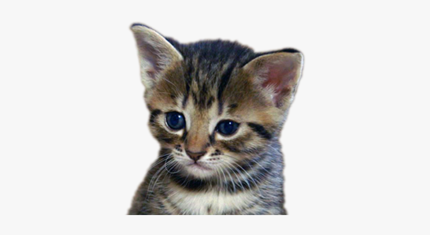 Domestic Short-haired Cat, HD Png Download