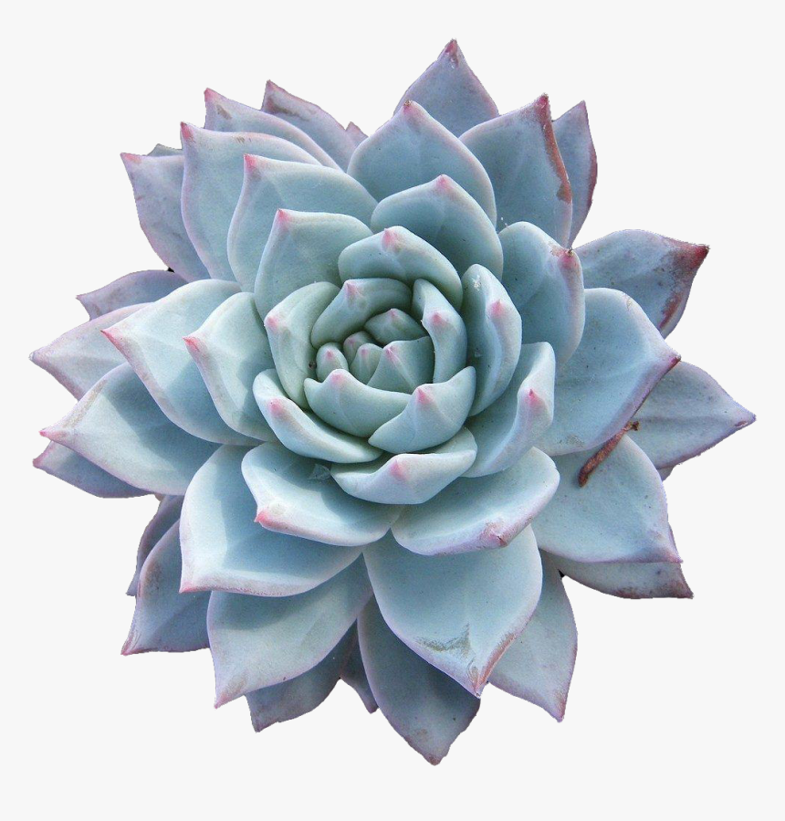 Echeveria Png, Transparent Png