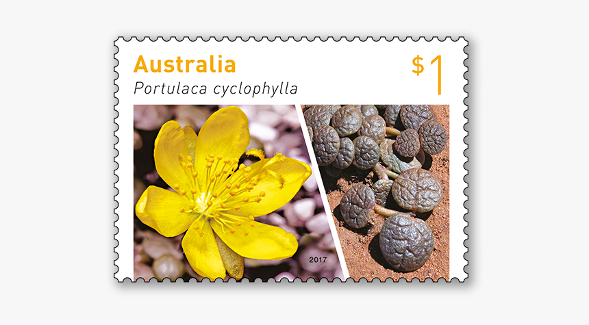 Australian Succulent 2017 Australian Stamp, HD Png Download