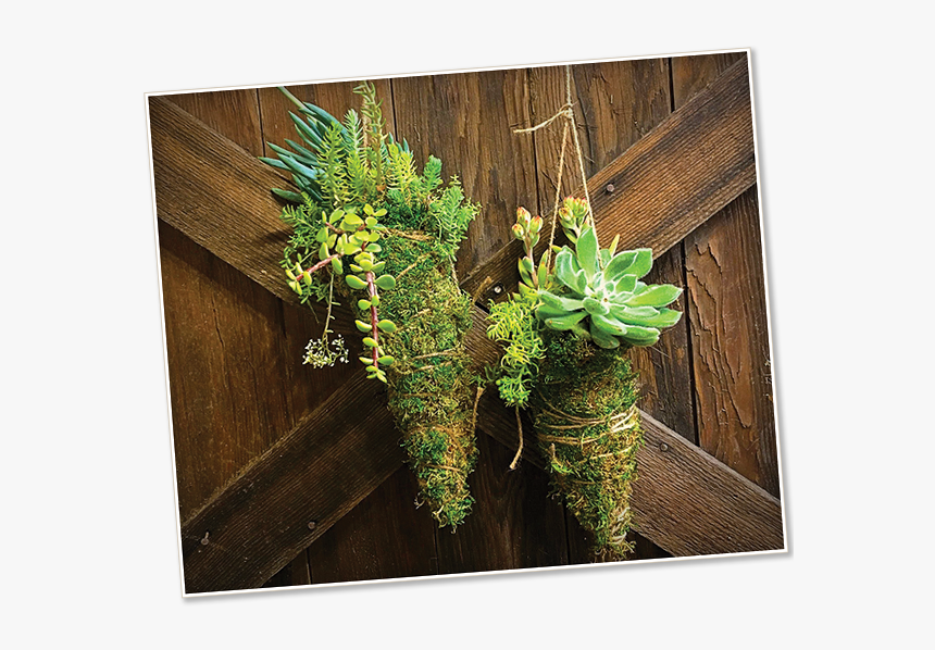 Image Of A Kokedama - Succulent Kokedama, HD Png Download