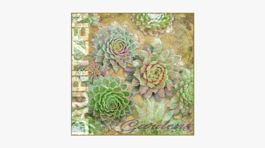 Lauritzen Gardens Omaha Succulents Canvas Art - White Mexican Rose, HD Png Download