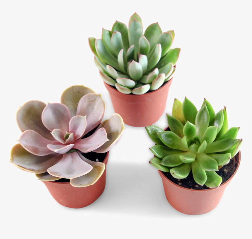 Flowerpot, HD Png Download