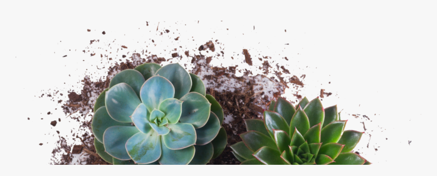 Plantas Hipster, HD Png Download