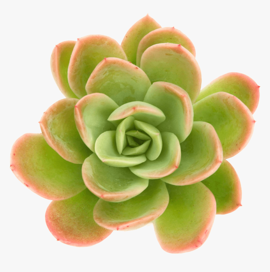 Succulents Png, Transparent Png