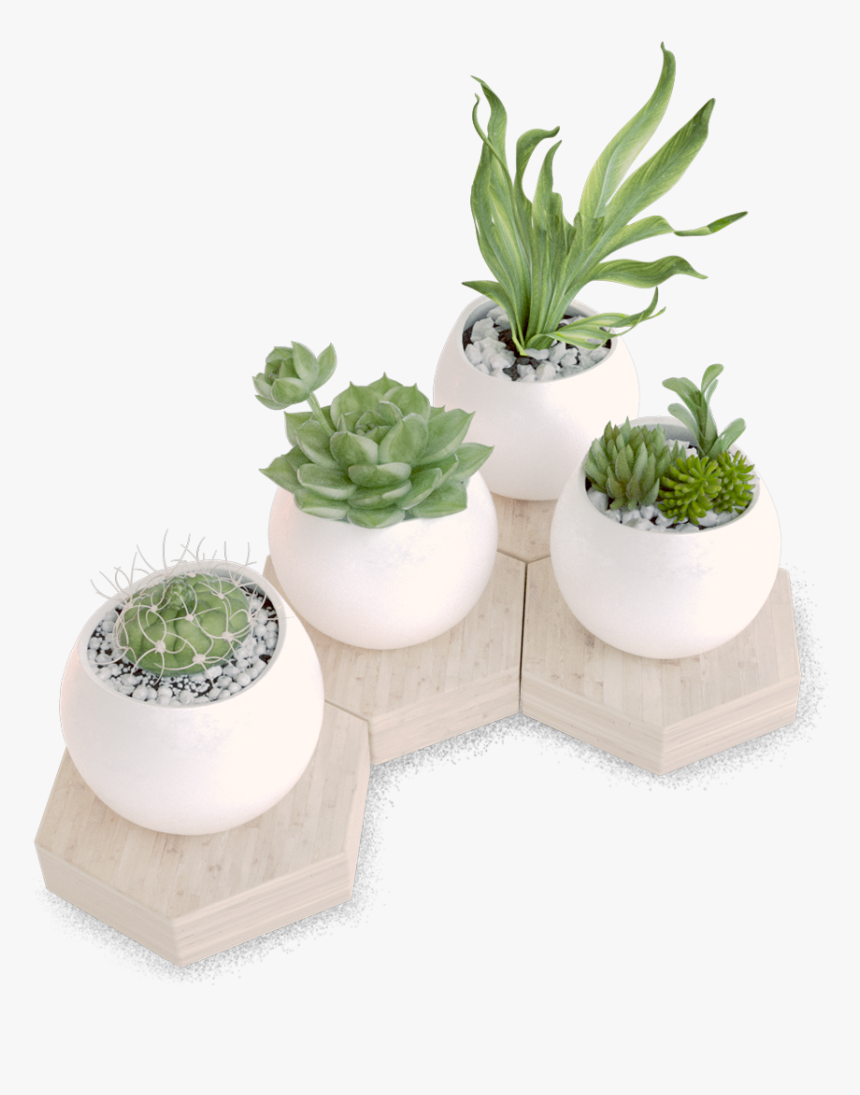 Houseplant, HD Png Download