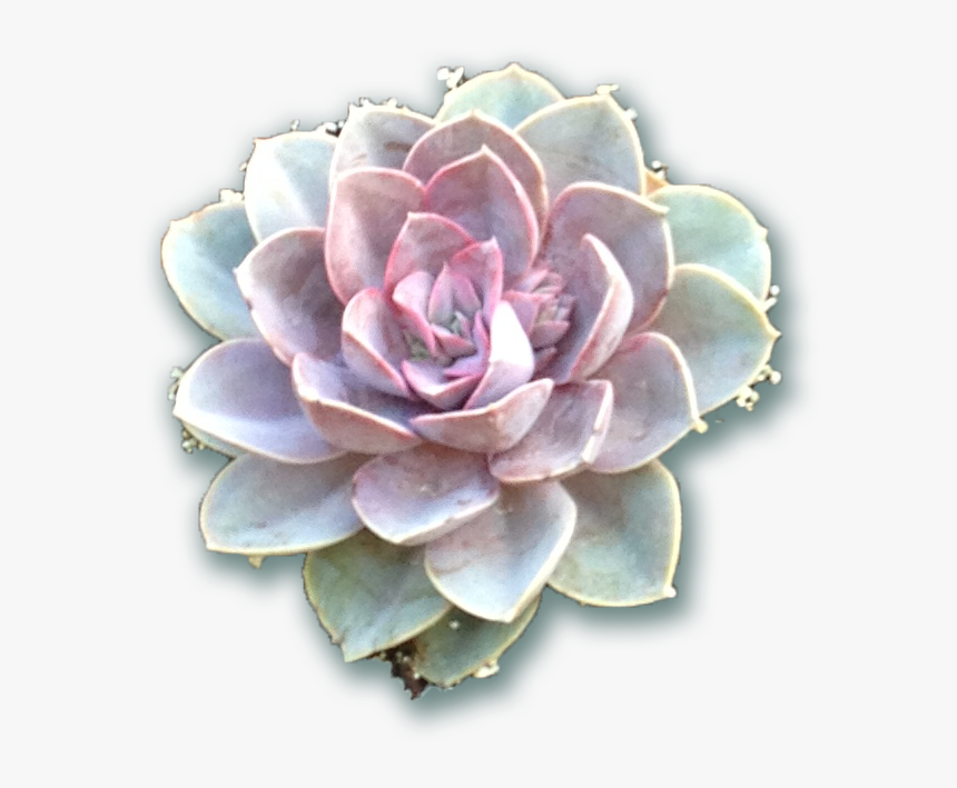 Succulents From The Fresh Herb Co Longmont Colorado - Transparent Background Succulent Png, Png Download