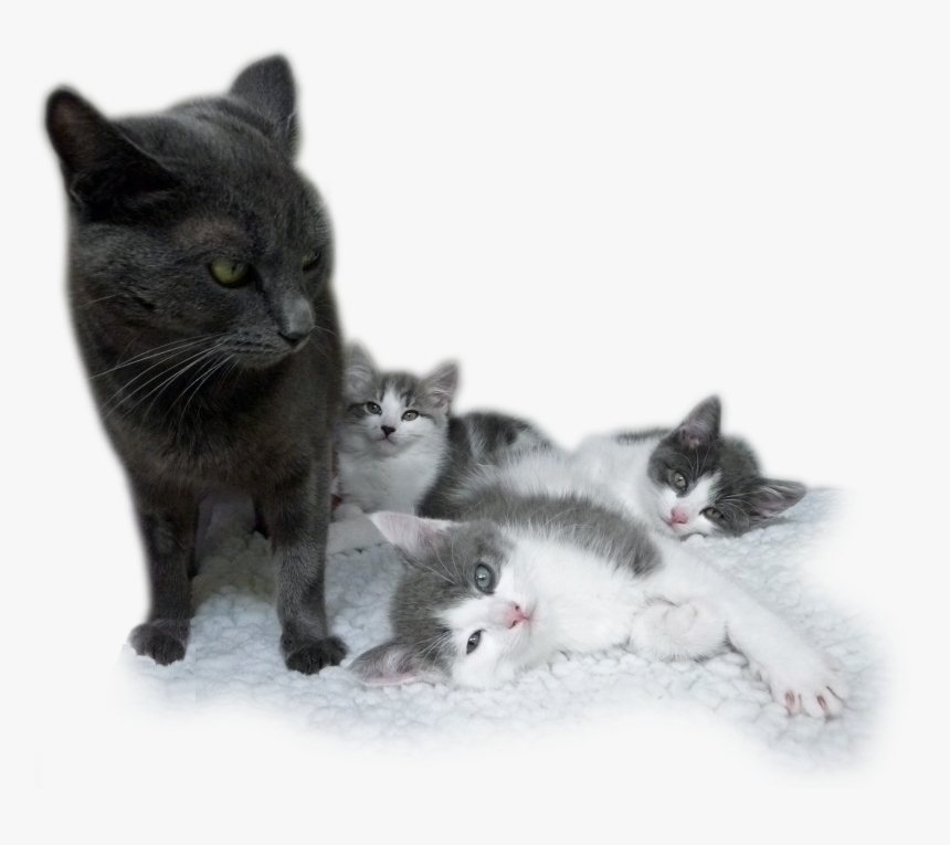 Kitten, HD Png Download
