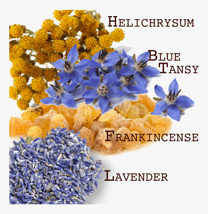 Bruise Blend Essential Oils - Hydrangea, HD Png Download