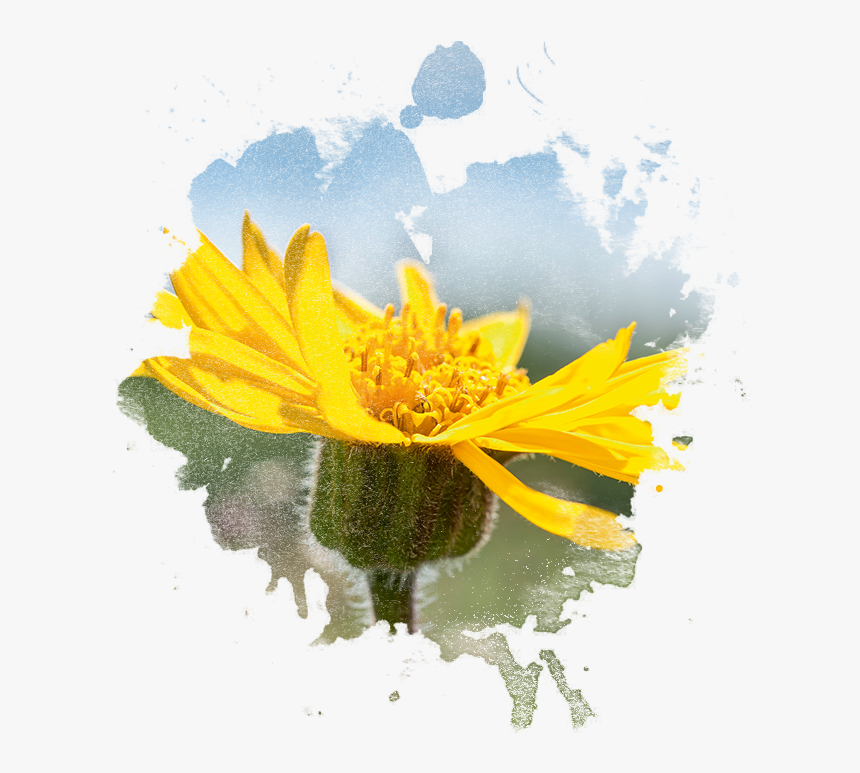 Arnica Flower In Watercolor - Imagenes De Arnica Png, Transparent Png