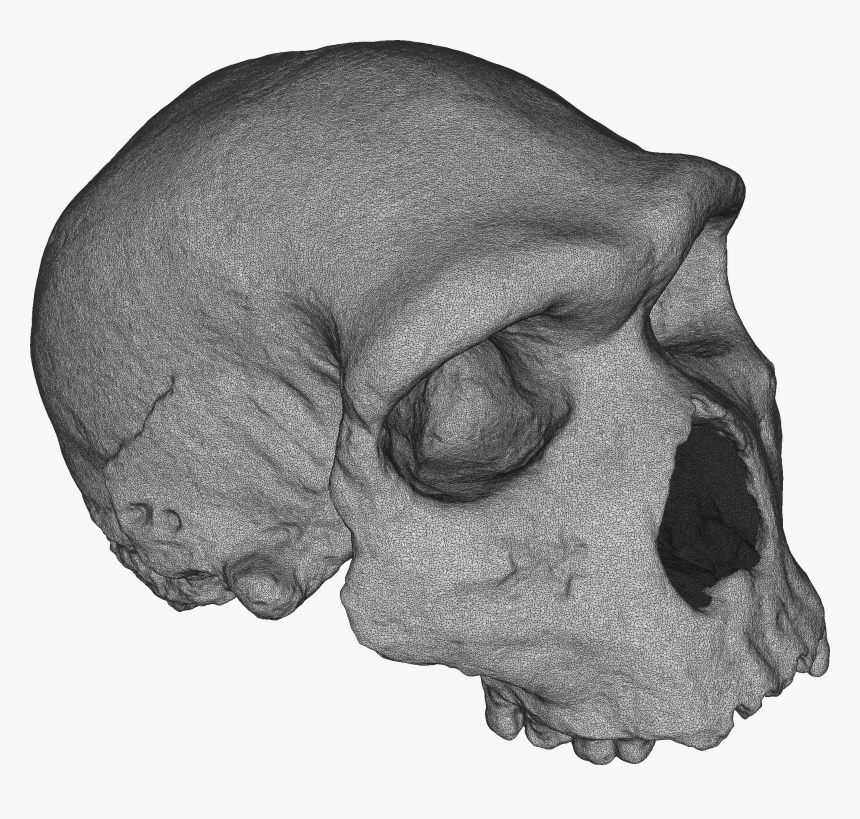 Skull, HD Png Download