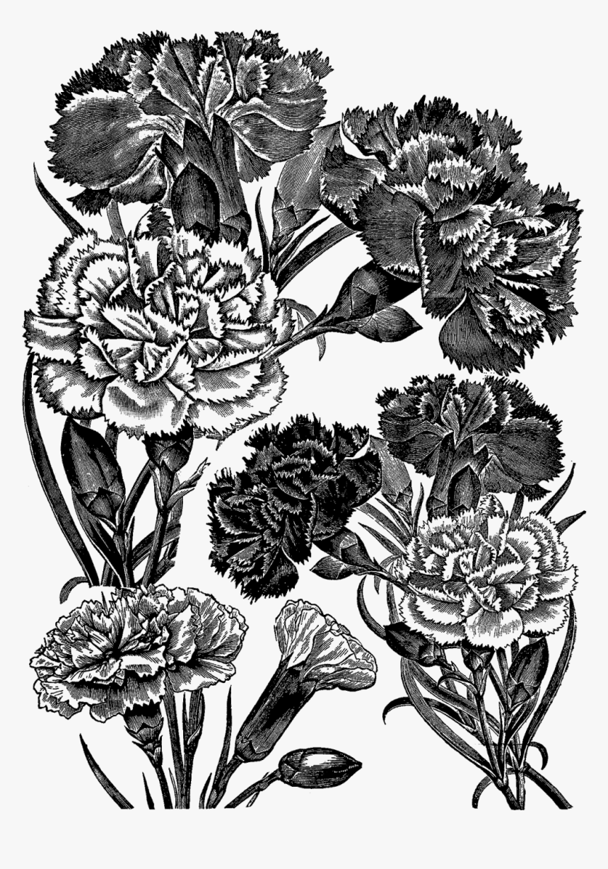 Digital Stamp Design - Floral Illustration Png Transparent Black White, Png Download