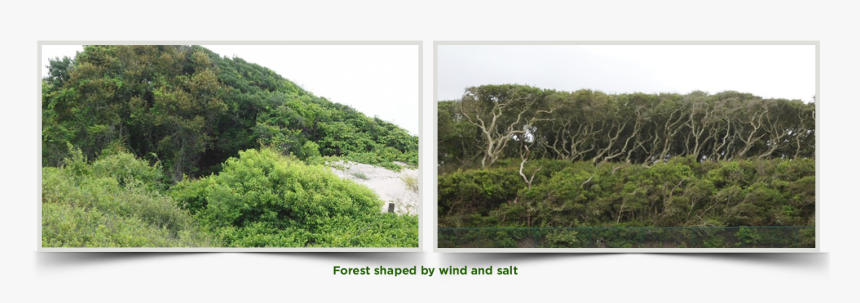 Transparent Forest Trees Png - Mexican Pinyon, Png Download