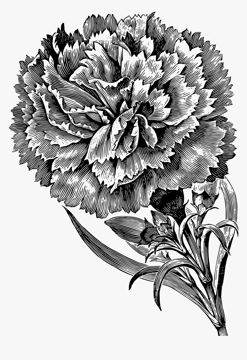 Carnation - Carnation Flower Black And White, HD Png Download