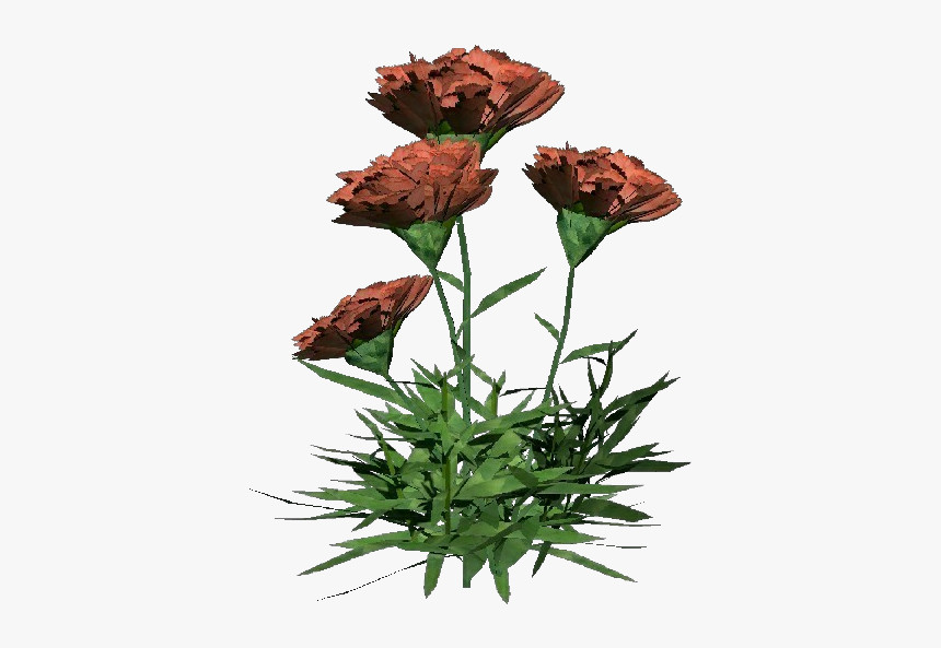 Carnation - Bouquet, HD Png Download