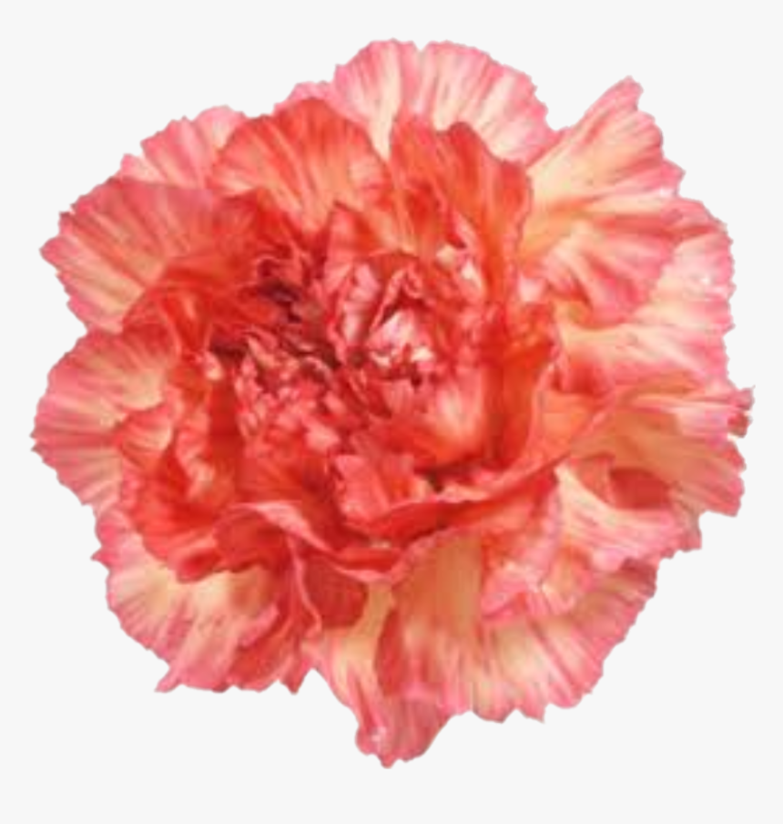 #carnation
#flower - Carnation, HD Png Download