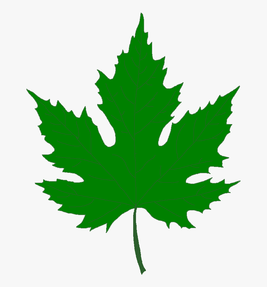 Pin Leaf Clipart Sycamore Tre - Green Maple Leaf Png, Transparent Png