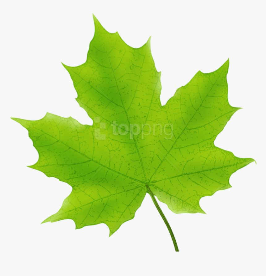 Leaves Clipart Maple - Green Maple Leaf Clipart, HD Png Download