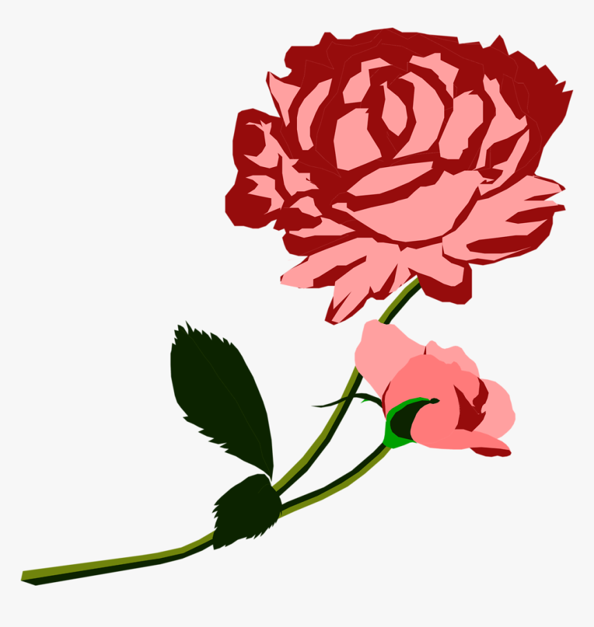 Carnation, HD Png Download