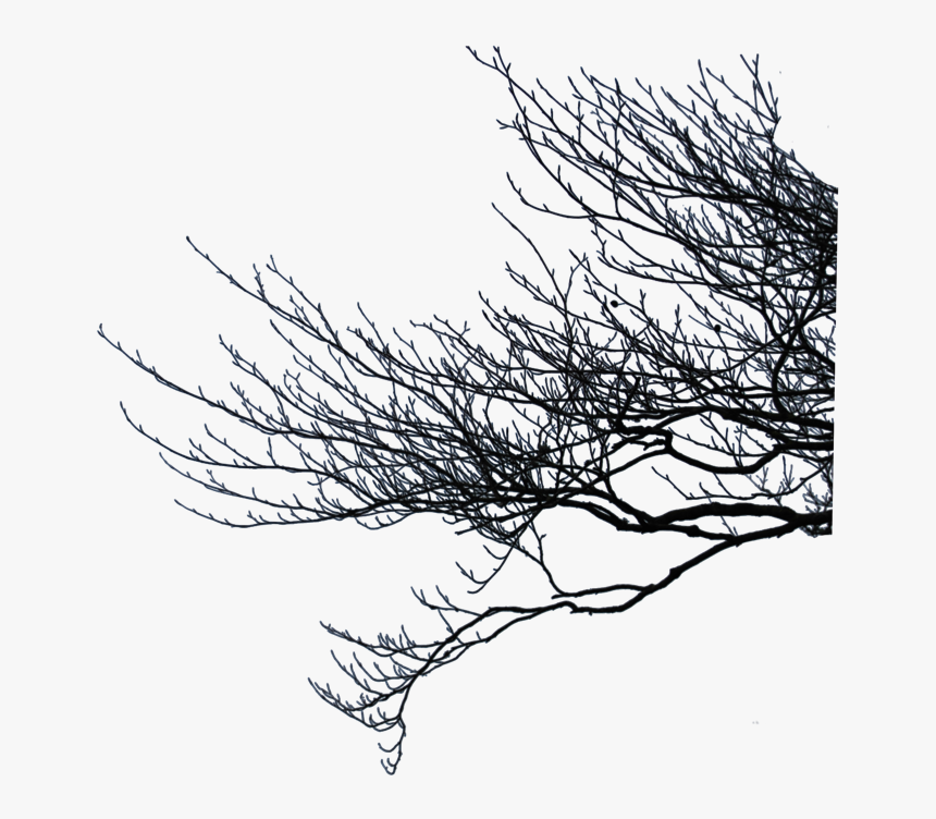 #branch #twig #stick #tree #trees #forest #ftestickers - Tree Branches Transparent Background, HD Png Download