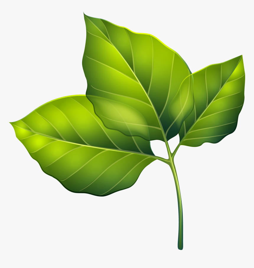 Green Leaves Clip Art, HD Png Download
