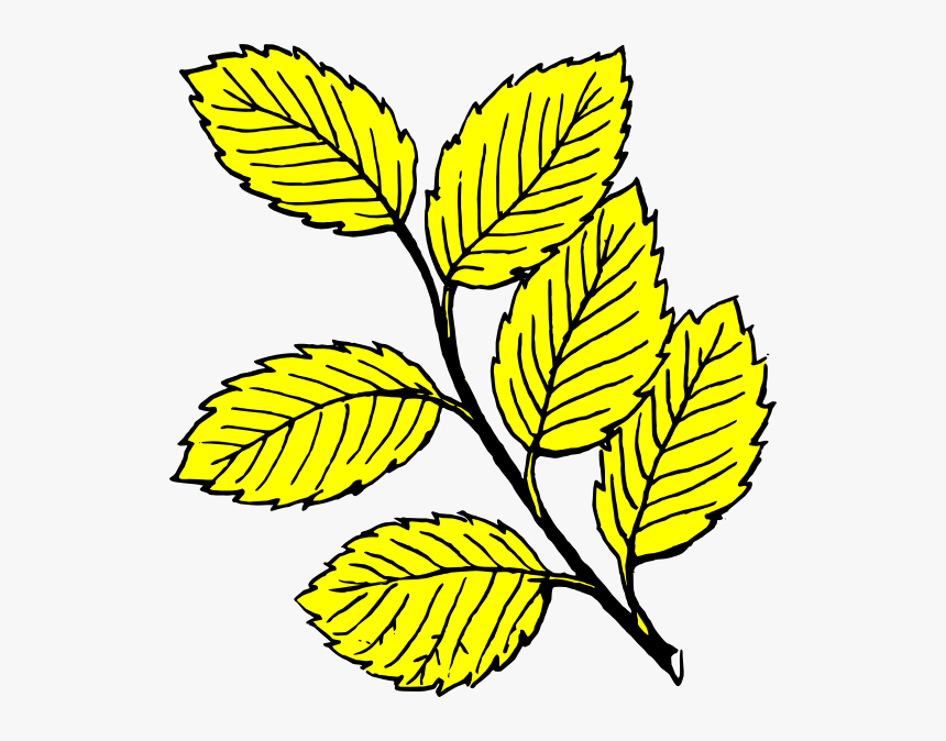 Leaves Black And White, HD Png Download