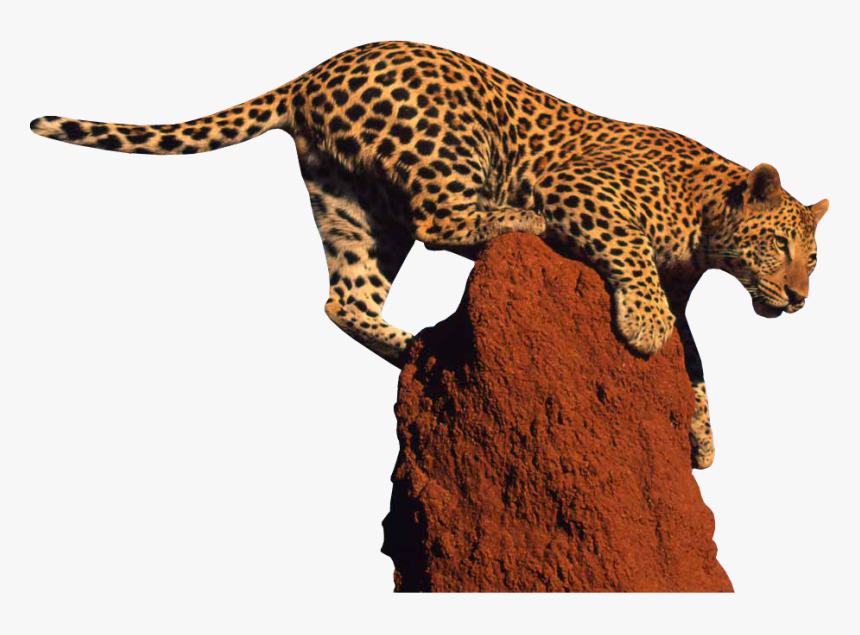 Jaguar - Leopard Png, Transparent Png