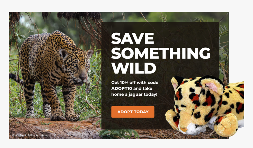 Achievements Sea Turtle Protection So Far, HD Png Download