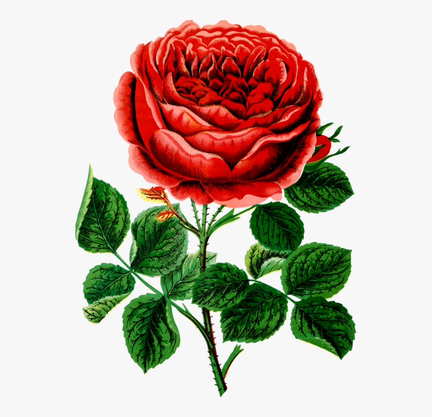 Petal,chrysanths,plant - Rose, HD Png Download