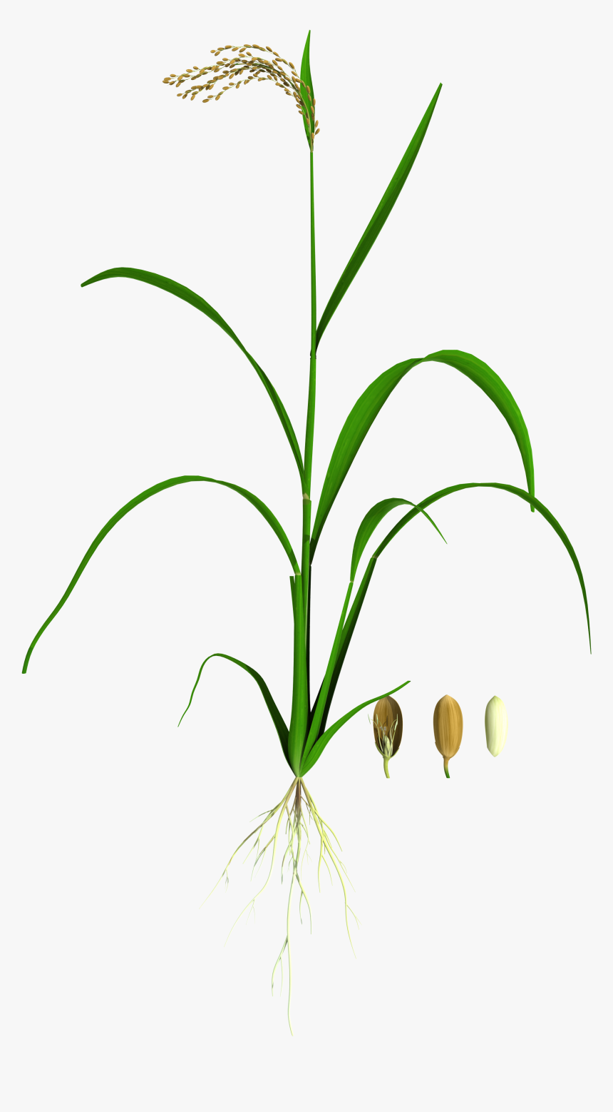 Grass, HD Png Download