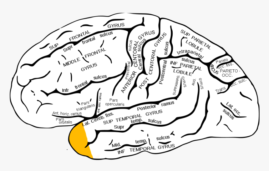 Gray726 Temporal Pole - Superior Parietal Lobule, HD Png Download
