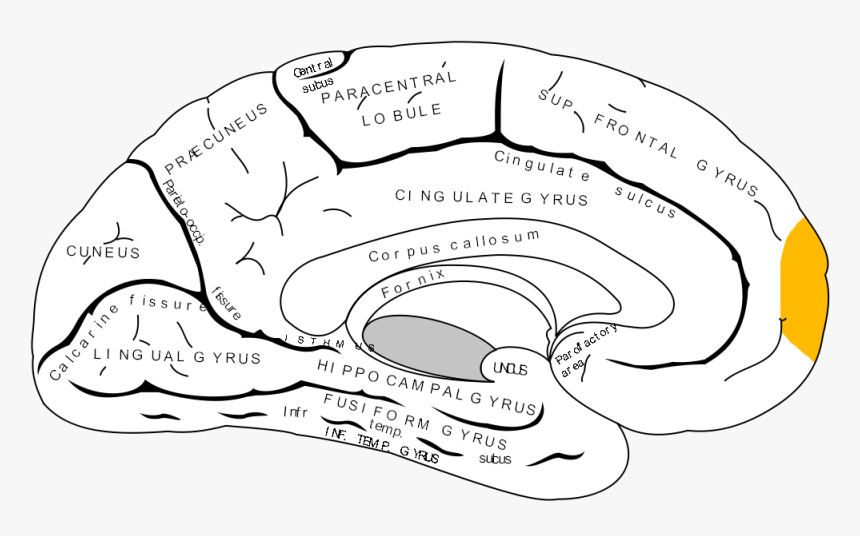 Gray727 Frontal Pole - Frontal Polar, HD Png Download