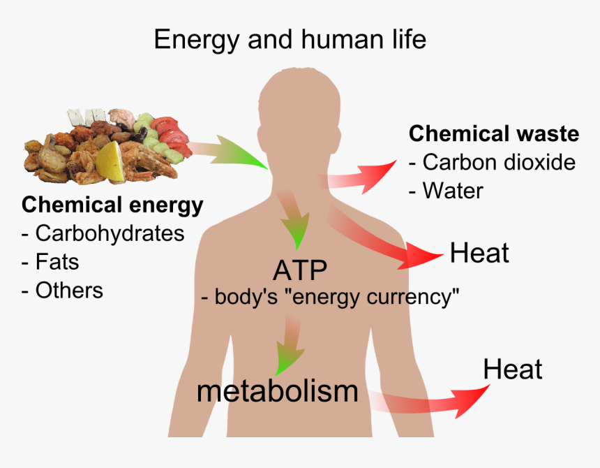 Energy And Life, HD Png Download