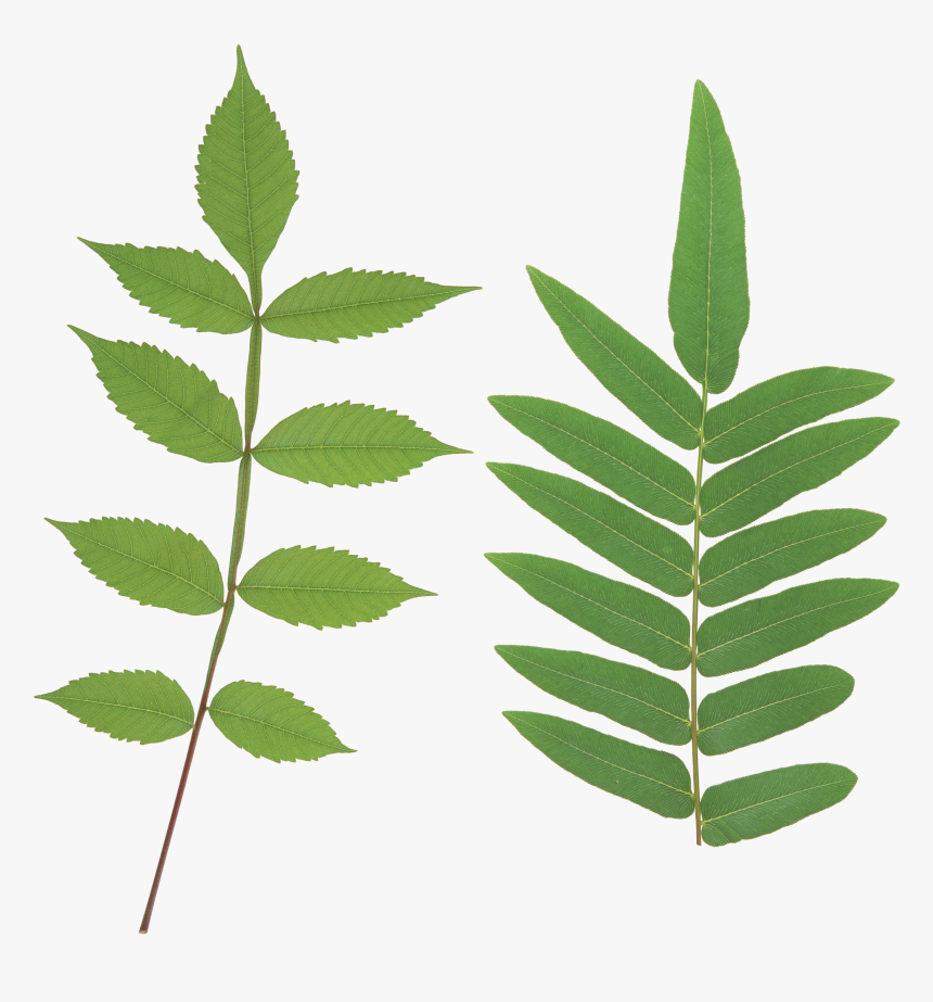 Green Leaf Png - Leaves Stem Png, Transparent Png