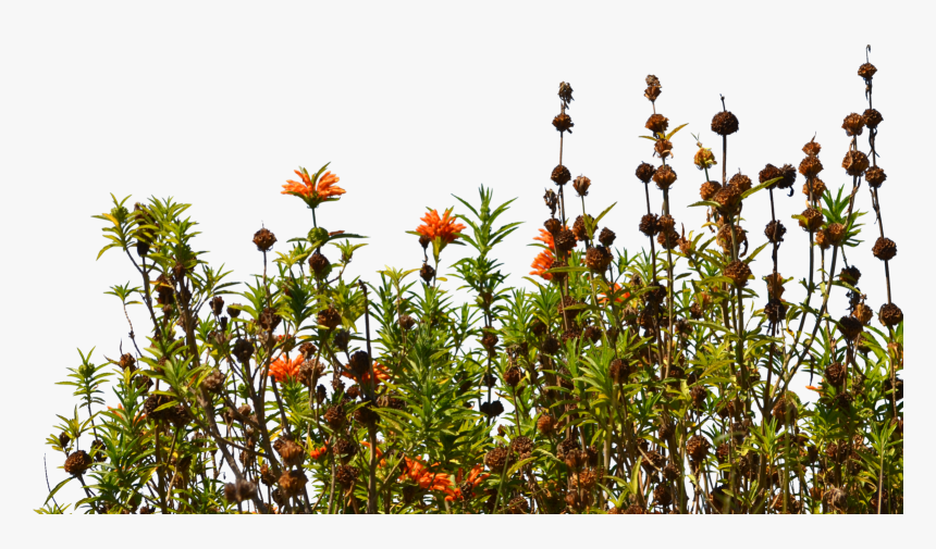 Transparent Wildflowers Clipart - Wildflowers Png, Png Download