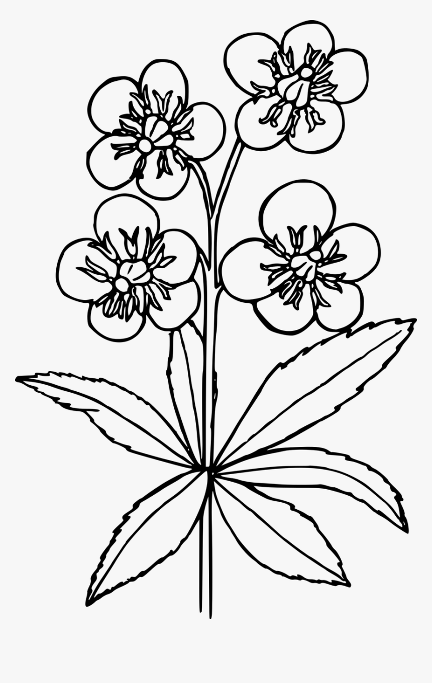 Easy Drawings Of Wild Flowers, HD Png Download