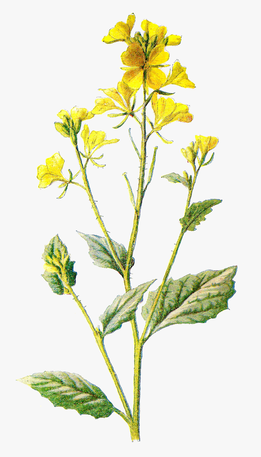 Field Clipart Field Wildflower - Wild Yellow Flower Transparent, HD Png Download